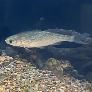Fish ID?
