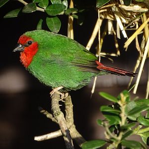 Red-faced Parrot Finch, 28th September 2024