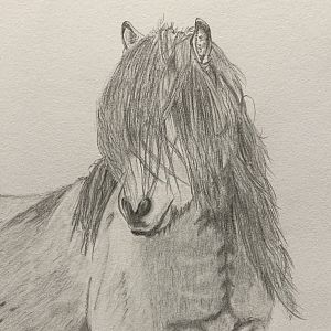 Icelandic Pony