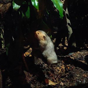 Indomalayan Bamboo Rat (Rhizomys sumatrensis)