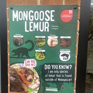 Mongoose Lemur Signage