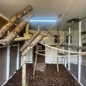 Mongoose Lemur Indoor Exhibit
