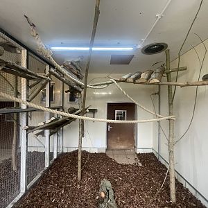 Mongoose Lemur Indoor Exhibit