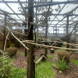 Mongoose Lemur Outdoor Enclosure