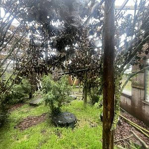 Marmoset and Titi Monkey Enclosure