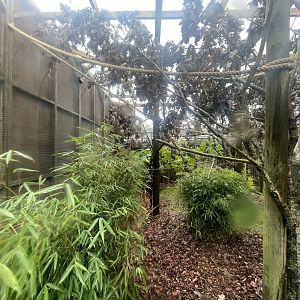 Marmoset and Titi Monkey Enclosure