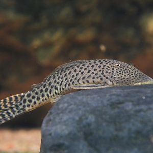 Ornate rubbernose pleco (Chaetostoma sacramento)