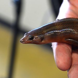 Undescribed skink! (Sphenomorphus sp.)