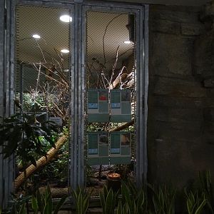 Exotenhaus: Pygmy marmoset and parakeet enclosure