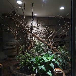 Exotenhaus: Pygmy marmoset and parakeet enclosure