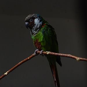 Grey-breasted parakeet (Pyrrhura griseipectus)