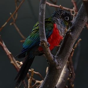 Crimson-bellied parakeet (Pyrrhura perlata)