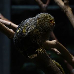Western pygmy marmoset (Cebuella pygmaea pygmaea)