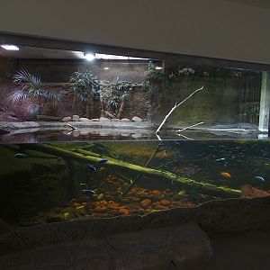 Exotenhaus: Dwarf crocodile & cichlid enclosure