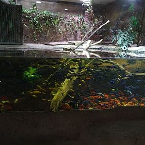 Exotenhaus: Dwarf crocodile & cichlid enclosure