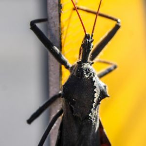 Oct. 2024 - North American Wheel Bug
