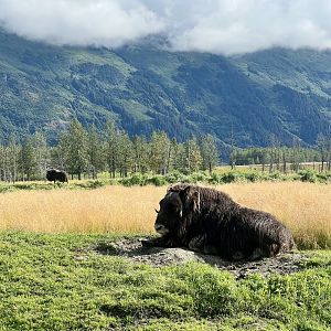 Muskox