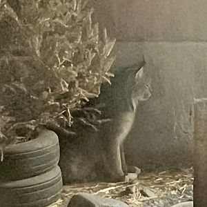 Canada Lynx