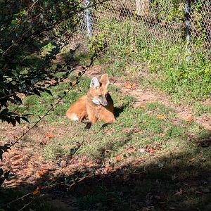 Maned Wolf at the Greensboro Science Center