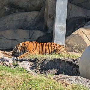 Sumatran Tiger at the Greensboro Science Center