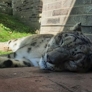 Snow Leopard Close Up