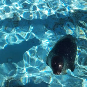 Harbor Seal