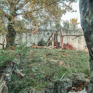 Spectacled bear habitat