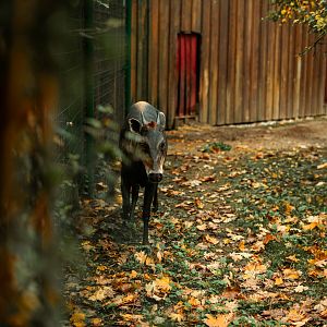 Yellow-backed duiker