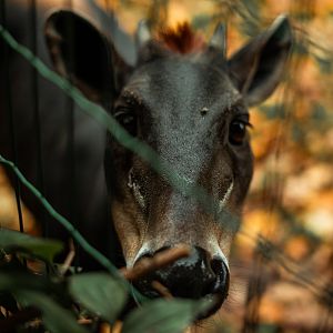 Yellow-backed duiker