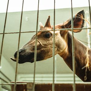 Okapi indoor