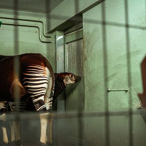 Young Okapi indoor