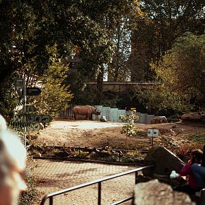 Eastern black rhinoceros outdoor enclosure
