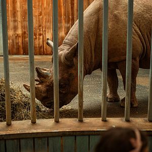 Eastern black rhinoceros indoor enclosure