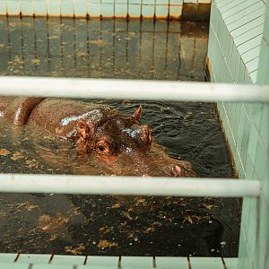 Hippo indoor pool