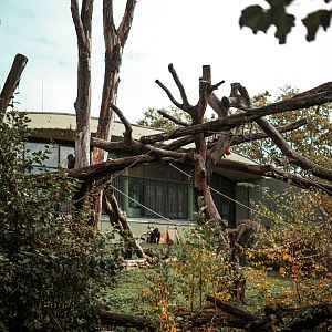Gorilla & Collared Mangabey outdoor area
