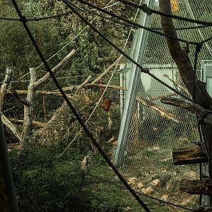 Sumatran orangutan outdoor area