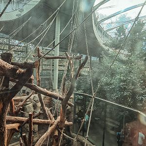 Sumatran orangutan indoor area