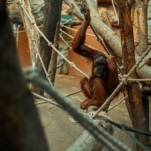 Sumatran orangutan
