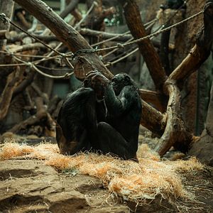 Bonobos