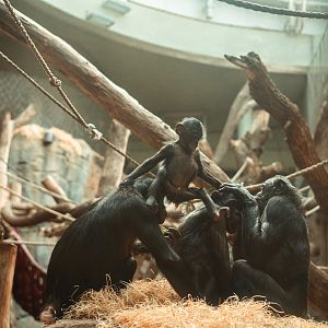 Bonobos