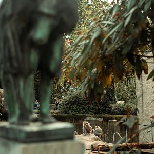 Hamadryas baboon rock