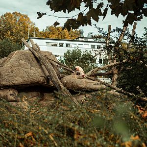 Hamadryas baboon rock