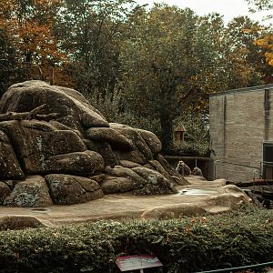 Hamadryas baboon rock