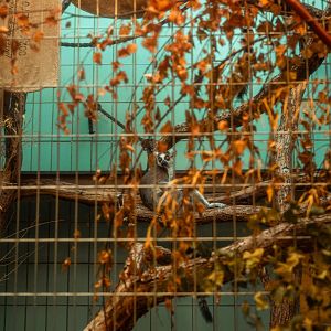 Ring tailed lemur indoor cage