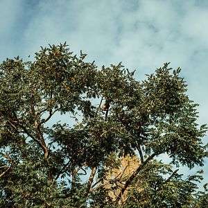 Colombian brown spider monkeys climbing a tree
