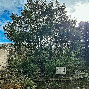 Colombian brown spider monkey island