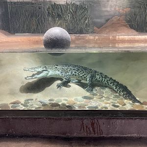 Saltwater crocodile (Crocodylus porosus) at WWZA