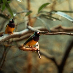 Gouldian finch