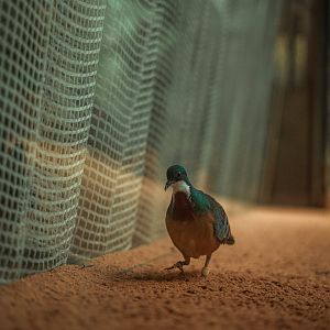 Mindanao bleeding-heart