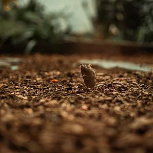 Mouse in one of the aviarys